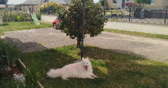 virginie pet sitter à TRESBOEUF 35320_2