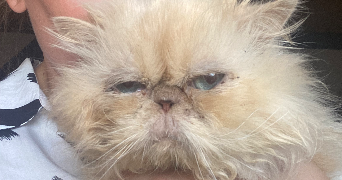 marie pet sitter à BARR 67140_4