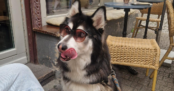 ekaterina pet sitter à LE HAVRE 76600_1