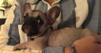 arthur pet sitter à Nantes 44100_1