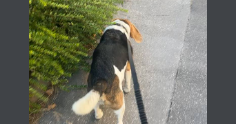 tessa pet sitter à VILLEURBANNE 69100_7