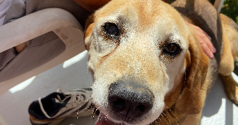 claire pet sitter à PARIS 17 75017_2
