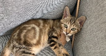 léa pet sitter à LYON 07 69007_1