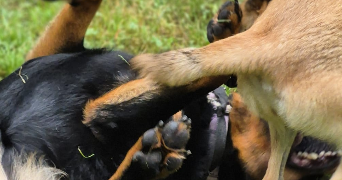 nathalie pet sitter à ATHIS MONS 91200_3