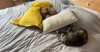 jérémy pet sitter à SANGUINET 40460_10