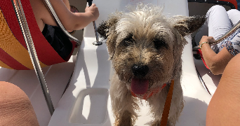 marie dog sitter à ETIVAL CLAIREFONTAINE 88480_1