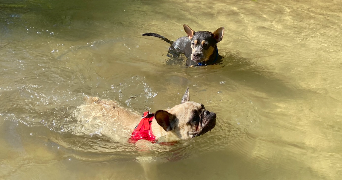 anaelle pet sitter à Reims 51100_9