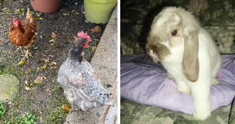 morgane pet sitter à REVEL TOURDAN 38270_2