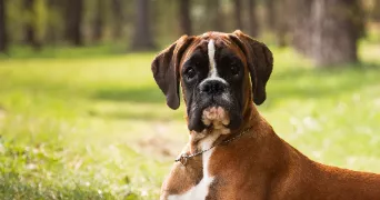 cindy pet sitter à AUBY 59950