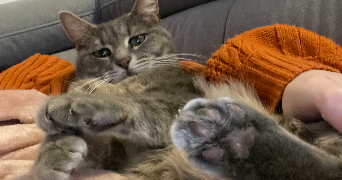marjorie pet sitter à FROMELLES 59249_7