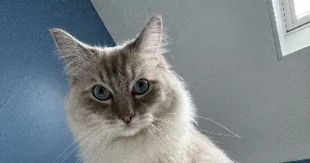 matthias pet sitter à TAVERNY 95150
