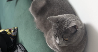 antoine pet sitter à FRESNES 94260_2