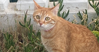 lucia pet sitter à NICE 06200_8
