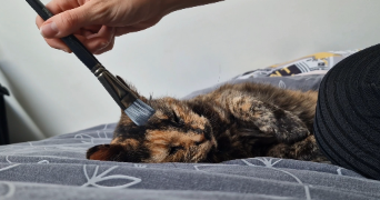 héloïse pet sitter à ROUEN 76100_3