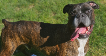 marlene pet sitter à AUNEAU BLEURY ST SYMPHORIEN 28700_27