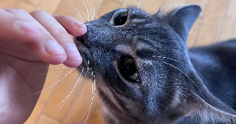 cassandra pet sitter à FONTENAY SOUS BOIS 94120_5