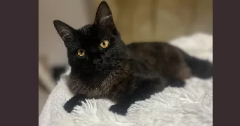 maelyss pet sitter à SADIRAC 33670