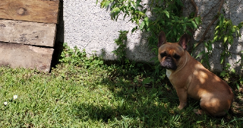laure pet sitter à PLAISANCE DU TOUCH 31830_3