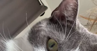 clara pet sitter à PARIS 11 75011