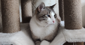 marion pet sitter à MONTMIRAT 30260_1