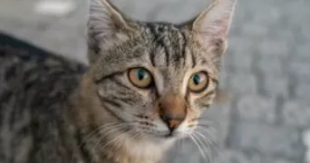 ashley pet sitter à CORBEIL ESSONNES 91100