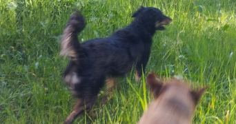 manon pet sitter à ANTIBES 06600_1