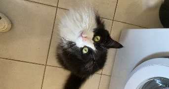 lisa cat sitter à NICE 06000_10