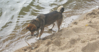 andréa pet sitter à SAUMUR 49400_10