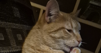 virginie pet sitter à FOLLAINVILLE DENNEMONT 78520_2