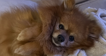 eva pet sitter à CHAMPCUEIL 91750_2