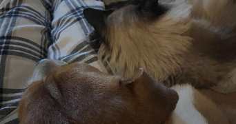 blanche pet sitter à NANTES 44000_1