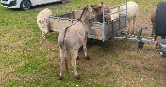 tamara pet sitter à PONS 17800_0