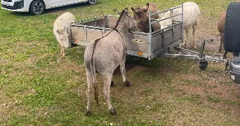 tamara pet sitter à PONS 17800