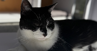 corentin pet sitter à VENDENHEIM 67550_2