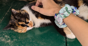 manon pet sitter à MONTPELLIER 34090_2