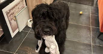 agnès pet sitter à VANNES SUR COSSON 45510_8