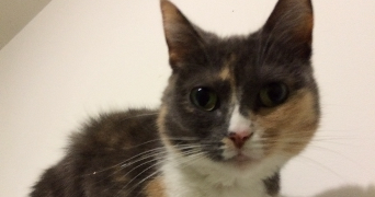 marine pet sitter à LA BOSSE DE BRETAGNE 35320_2