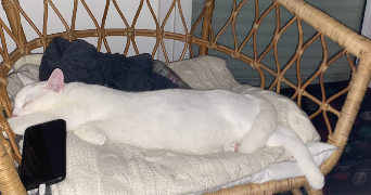 corentin pet sitter à CAEN 14000_2