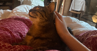 isia pet sitter à ANGLET 64600_2