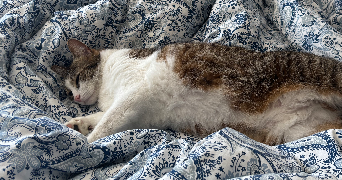 clémence pet sitter à LYON 01 69001_2