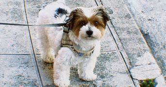 julia pet sitter à Montpellier 34080_1