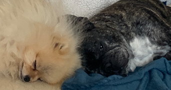 pascale pet sitter à PARAY LE MONIAL 71600_5