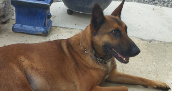 noah dog sitter à PAU 64000_2