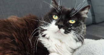 vinciane pet sitter à TOULON 83000_5