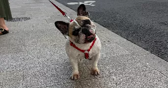 louis dog sitter à SAUTRON 44880