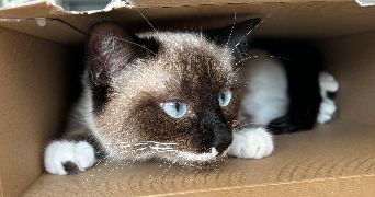 eugénie pet sitter à BREST 29200_3