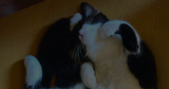 alana pet sitter à LE MANS 72000_3