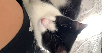 carla pet sitter à LE HAILLAN 33185_2