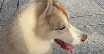 mélina pet sitter à VIC SUR CERE 15800_4