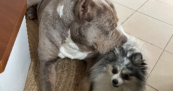 daniel pet sitter à EZY SUR EURE 27530_2